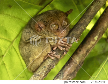 Tarsier monkey on tree in Philippines Tarsier monkey on tree in Philippines 125402491