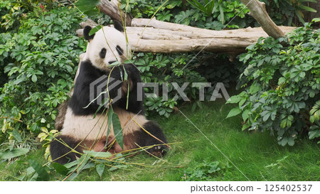 Cute giant panda bear eating bamboo 125402537
