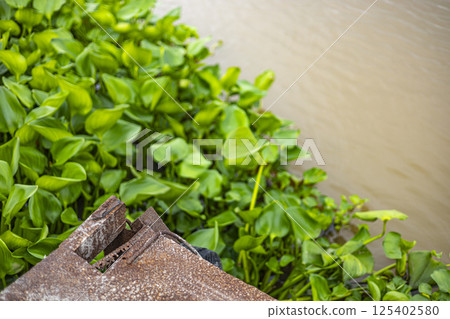 Water hyacinth with garbage on a river. Water pollution in river with trash. 125402580