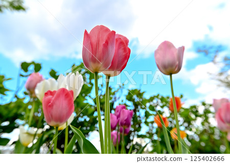Tulips blooming toward the blue sky 125402666