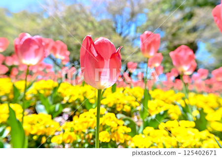 鬱金香盛開向藍藍的天空 125402671