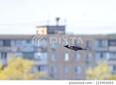 Black bird gliding through a cityscape under clear blue skies 125402684
