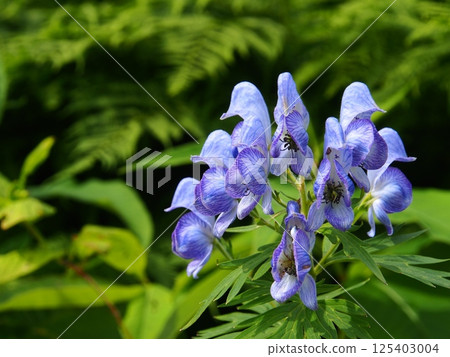 Aconite of Mount Tsubaki in the Northern Alps Aconite of Mount Tsubaki in the Northern Alps 125403004