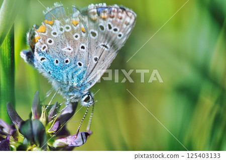A blue butterfly (Polyommatus icarus) sits on a purple blooming wild clover flower in spring A blue butterfly (Polyommatus icarus) sits on a purple blooming wild clover flower in spring 125403133