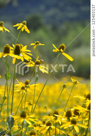 beautiful yellow meadow of rudbeckia flowers beautiful yellow meadow of rudbeckia flowers 125403137