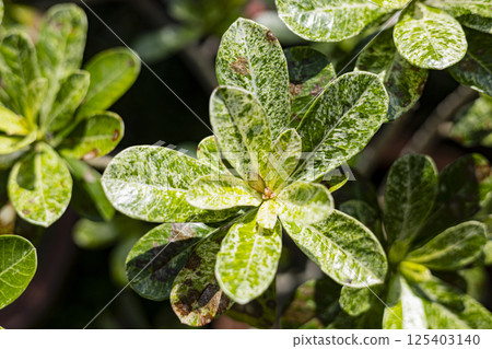 Tropical leaves with light green texture. foliage pattern of nature background. 125403140