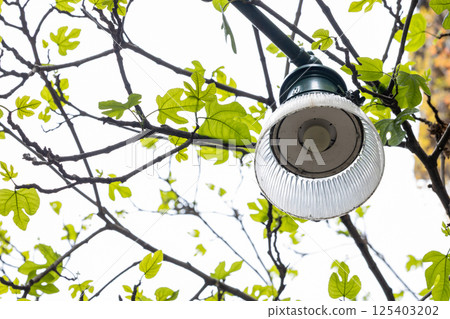 Street Light Among Spring Tree Branches 125403202