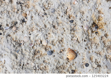 Shell Fragments Embedded in Limestone Surface 125403224