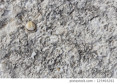 Single Shell on Porous Limestone Rock 125403281