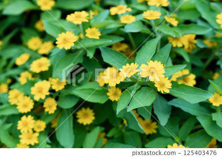 Little Yellow Star flowers in a public flower garden. Little Yellow Star flowers in a public flower garden. 125403476