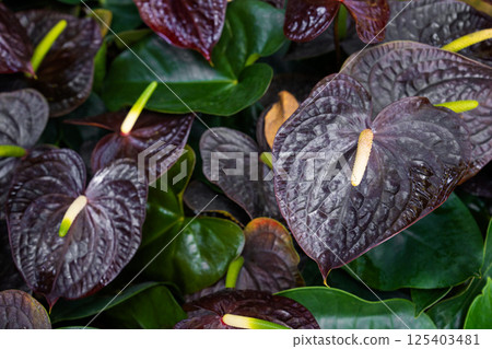 Dark red Anthurium flowers plants. 125403481