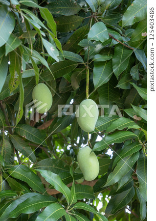 Raw green mango on tree. Raw green mango on tree. 125403486