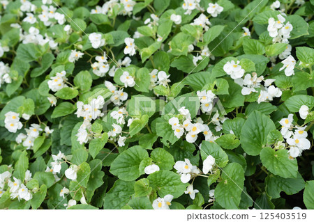 White Begonia Flower, Elegant Blooming Plant. White Begonia Flower, Elegant Blooming Plant. 125403519