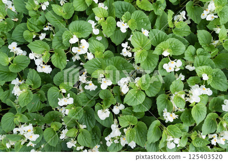 White Begonia Flower, Elegant Blooming Plant. White Begonia Flower, Elegant Blooming Plant. 125403520