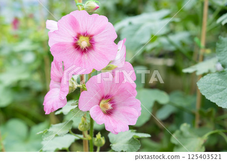 Flowers pink Hollyhock (Hollyhock). Flowers pink Hollyhock (Hollyhock). 125403521