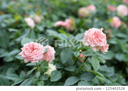 Rose flower on background blurry pink roses flower in the garden of roses. Rose flower on background blurry pink roses flower in the garden of roses. 125403526