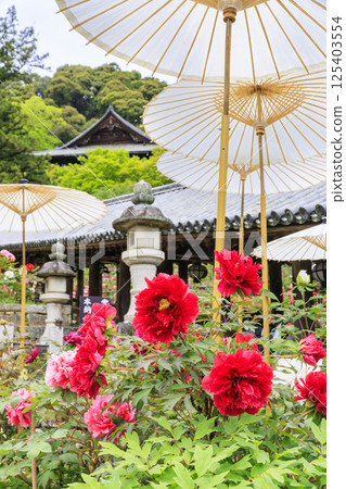 Hase-dera peony in full bloom in the precincts of fresh green Hase-dera peony in full bloom in the precincts of fresh green 125403554
