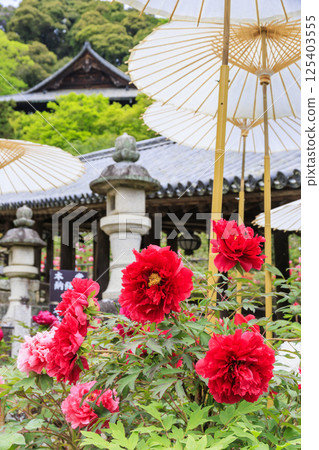 長谷寺牡丹盛開在清新的綠色區域 長谷寺牡丹盛開在清新的綠色區域 125403555