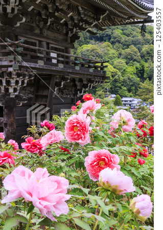 Hase-dera peony in full bloom in the precincts of fresh green 125403557