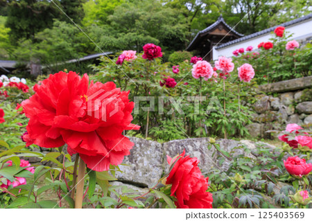 長谷寺牡丹盛開在清新的綠色區域 125403569