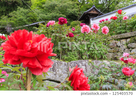 長谷寺牡丹盛開在清新的綠色區域 125403570