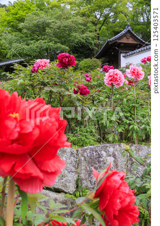 Hase-dera peony in full bloom in the precincts of fresh green Hase-dera peony in full bloom in the precincts of fresh green 125403571