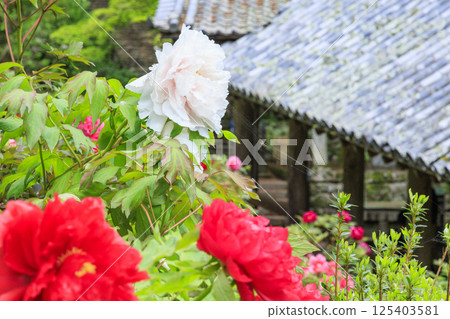 Hase-dera peony in full bloom in the precincts of fresh green 125403581