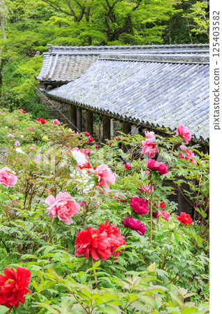 Hase-dera peony in full bloom in the precincts of fresh green 125403582