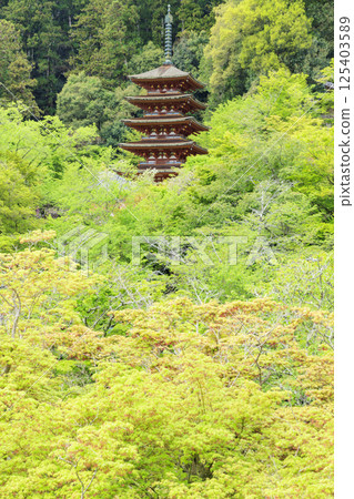 長谷寺牡丹盛開在清新的綠色區域 125403589