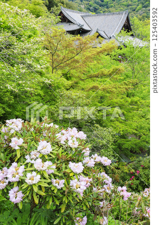 Hase-dera peony in full bloom in the precincts of fresh green Hase-dera peony in full bloom in the precincts of fresh green 125403592