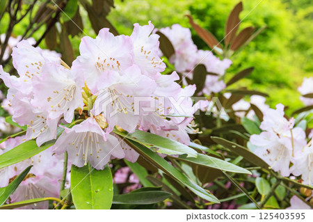 Hase-dera peony in full bloom in the precincts of fresh green Hase-dera peony in full bloom in the precincts of fresh green 125403595