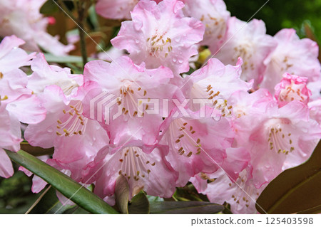 Hase-dera peony in full bloom in the precincts of fresh green 125403598