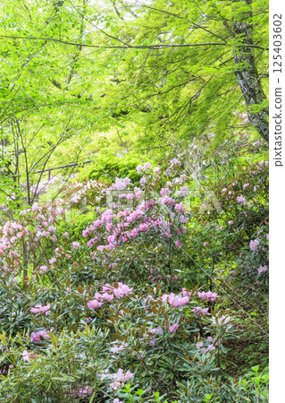 Hase-dera peony in full bloom in the precincts of fresh green Hase-dera peony in full bloom in the precincts of fresh green 125403602