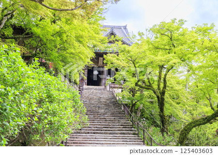 長谷寺牡丹盛開在清新的綠色區域 長谷寺牡丹盛開在清新的綠色區域 125403603