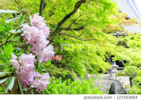 Hase-dera peony in full bloom in the precincts of fresh green 125403604