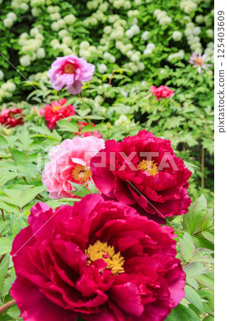 Hase-dera peony in full bloom in the precincts of fresh green Hase-dera peony in full bloom in the precincts of fresh green 125403609