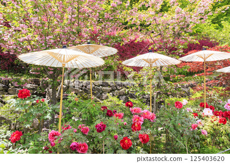 Hase-dera peony in full bloom in the precincts of fresh green 125403620