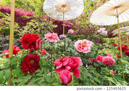 Hase-dera peony in full bloom in the precincts of fresh green Hase-dera peony in full bloom in the precincts of fresh green 125403625
