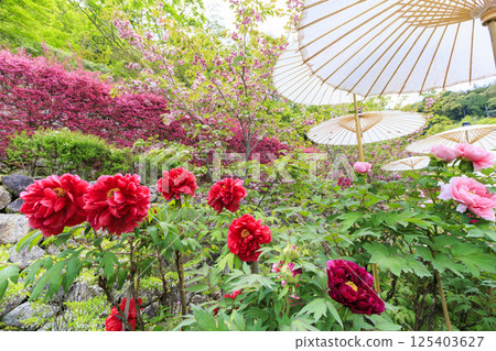 Hase-dera peony in full bloom in the precincts of fresh green Hase-dera peony in full bloom in the precincts of fresh green 125403627