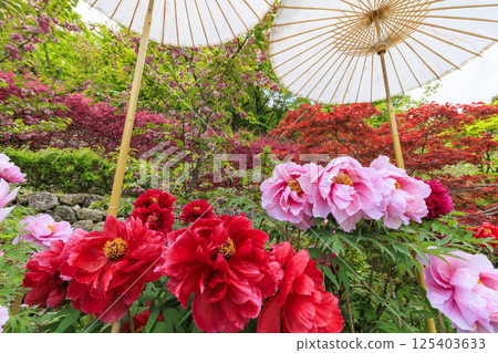 Hase-dera peony in full bloom in the precincts of fresh green Hase-dera peony in full bloom in the precincts of fresh green 125403633