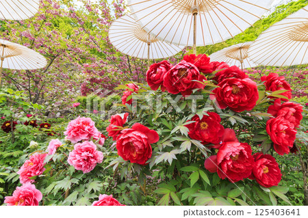 Hase-dera peony in full bloom in the precincts of fresh green Hase-dera peony in full bloom in the precincts of fresh green 125403641