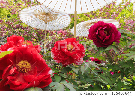 Hase-dera peony in full bloom in the precincts of fresh green Hase-dera peony in full bloom in the precincts of fresh green 125403644