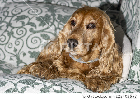 a brown cocker spaniel dog relaxing on a sofa a brown cocker spaniel dog relaxing on a sofa 125403658