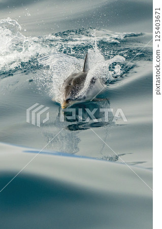 striped dolphin coming to you at full speed 125403671