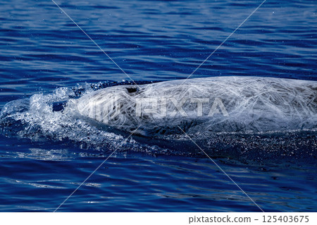 Risso dolphin close up in mediterranean sea, Genova italy 125403675