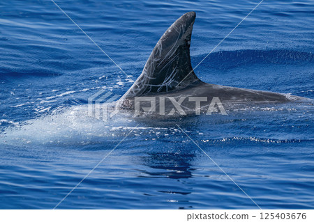 Risso dolphin close up in mediterranean sea, Genova italy 125403676