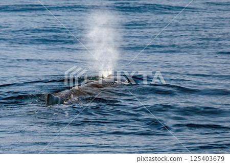 sperm whale blow in mediterranean sea liguria, Genova, Italy sperm whale blow in mediterranean sea liguria, Genova, Italy 125403679