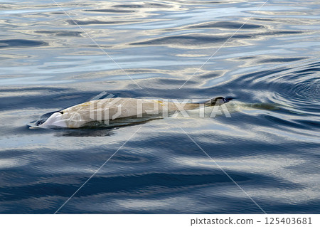 cuvier beaked whale on sea surface cuvier beaked whale on sea surface 125403681