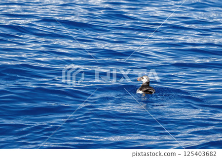 puffin in mediterranean sea ultra rare to see puffin in mediterranean sea ultra rare to see 125403682