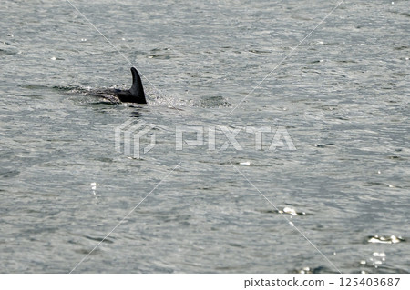 striped dolphin fin detail silhouette 125403687